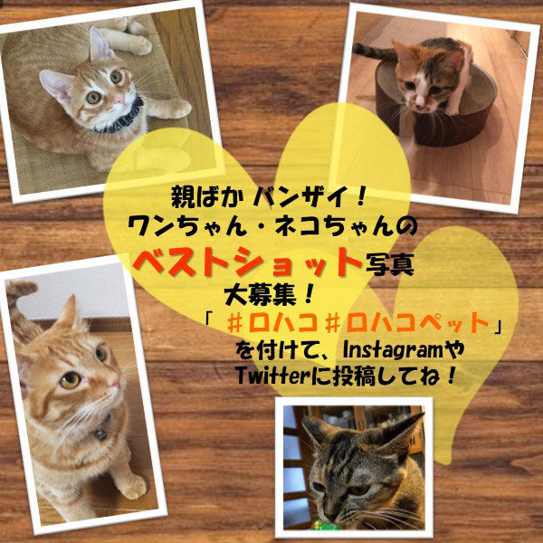 ロイヤルカナン ROYALCANIN キャットフード 猫用 療法食 セレクト