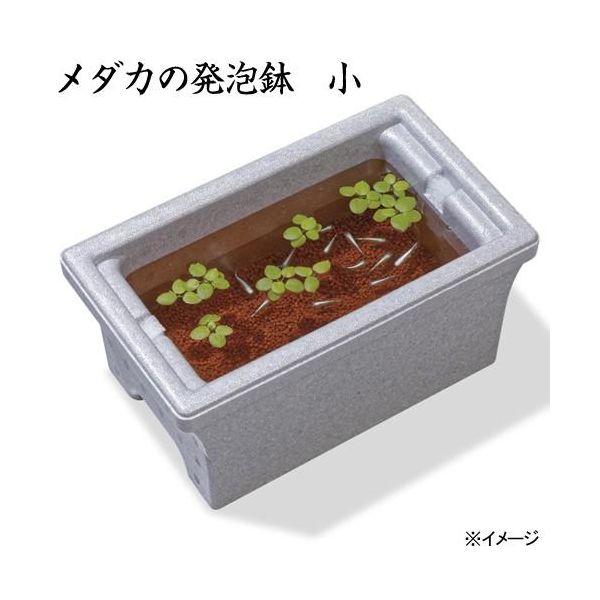 スドー メダカの発泡鉢 小 3.2L 195640 1個（直送品） - アスクル