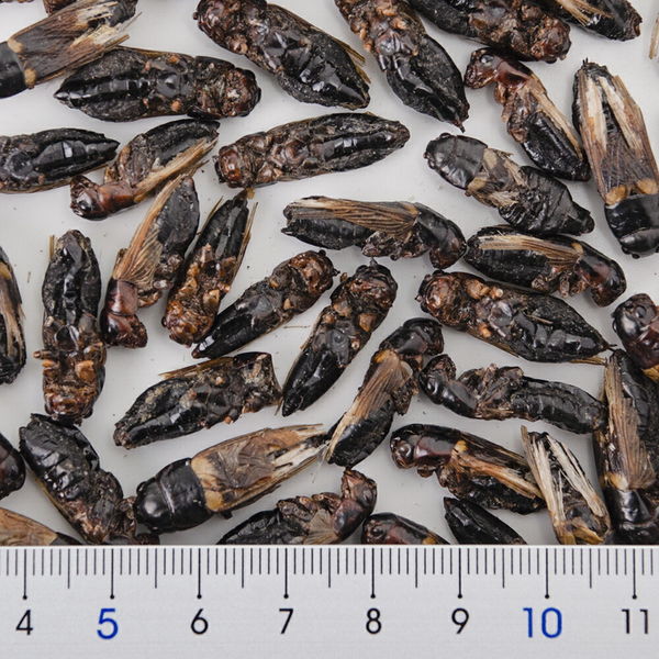 邑楽ファーム 乾燥フタホシコオロギ 成虫 50g 273148 1個（直送