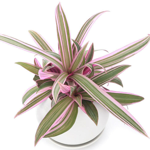 チャーム （観葉植物）ムラサキオモト マットボールM植え（1鉢