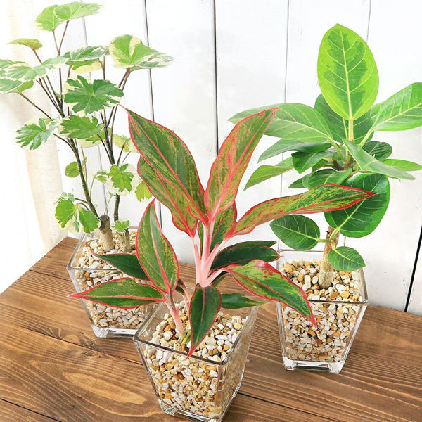 その他観葉植物 acetedyamada シダ植物】Asplenium Adiantum-nigrum｜ミヤマカワリシダ｜3.5cm