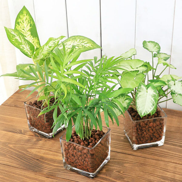 チャーム （観葉植物）品種おまかせハイドロカルチャー 6φ