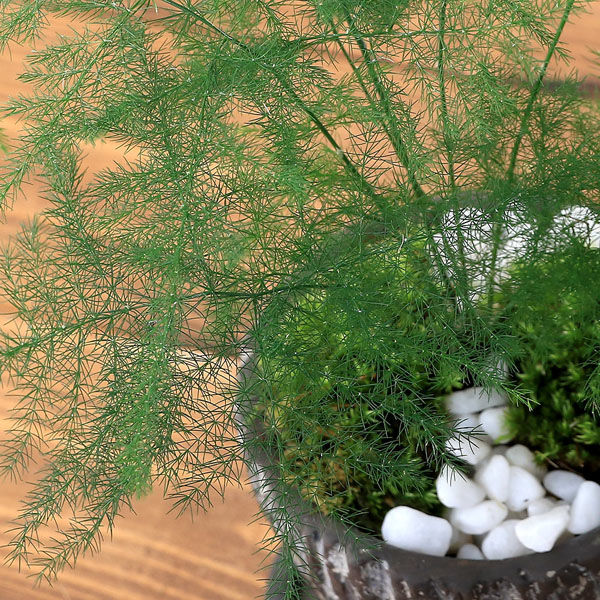 チャーム （観葉植物）アスパラ　和風陶器鉢植え　鉢色おまかせ（１鉢）　受皿付　山苔　白石 346677（直送品）