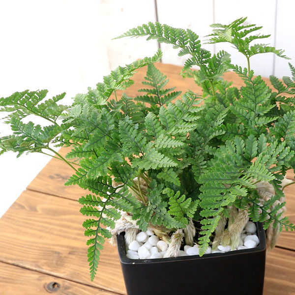 セローム　ドワーフ　8号鉢つき　3株植え❗ セローム ドワーフ 8号鉢つき 3株植え❗ セローム ドワーフ 8号鉢つき