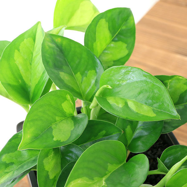 チャーム （観葉植物）ポトス グローバルグリーン 陶器鉢植え マット