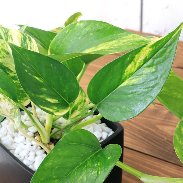 ポトス 2本 黒い容器付き ポトス 6号 | 観葉植物の通販ならHitoHana（ひとはな）