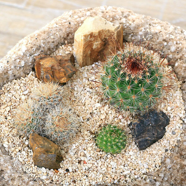 チャーム （観葉植物）おまかせプチサボテン 自生地風レイアウト 抗
