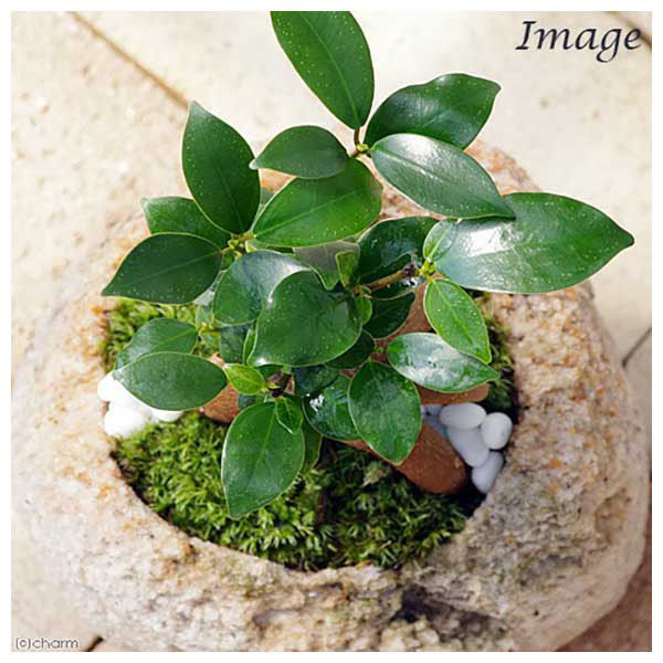 チャーム （観葉植物）苔盆栽 ガジュマル 抗火石鉢植え Ｍサイズ（１鉢