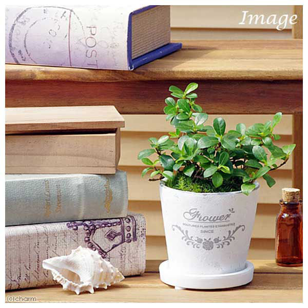 チャーム （観葉植物）フィカス シャングリラ（つる性ガジュマル