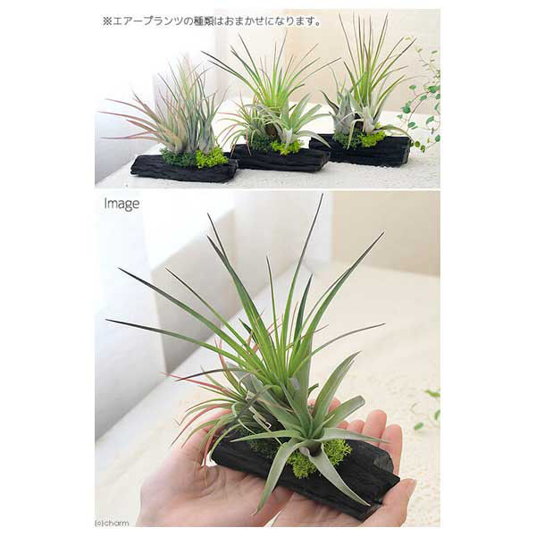 チャーム （観葉植物）エアープランツ 熊野備長炭アレンジ 大（１個） 362390（直送品） アスクル