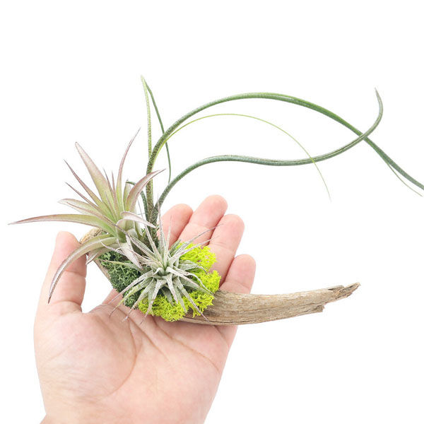 チャーム （観葉植物）エアープランツ 熊野舎利流木アレンジ 小（1個