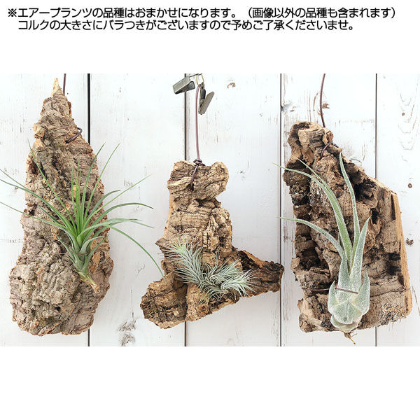 チャーム （観葉植物）バージンコルクプランツ おまかせエアープランツ ...