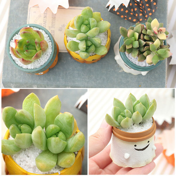 チャーム （観葉植物）多肉寄せ植え ハロウィン ミニポット（1