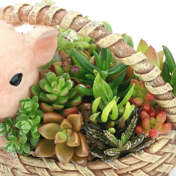 チャーム （観葉植物）多肉寄せ植え ベビーアニマル ブタ（１鉢） 368660（直送品） - アスクル