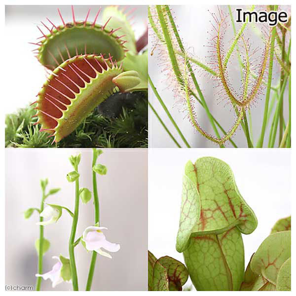 チャーム （観葉植物）苔盆栽 おまかせ食虫植物 抗火石鉢植え（１鉢） 473114（直送品） アスクル