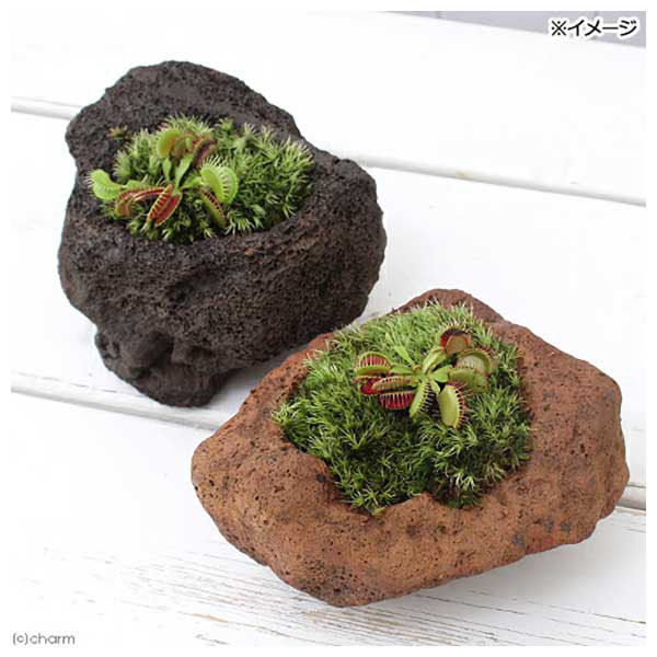 チャーム (観葉植物)苔盆栽 ハエトリソウ 溶岩石鉢植え(1鉢) 473428 1