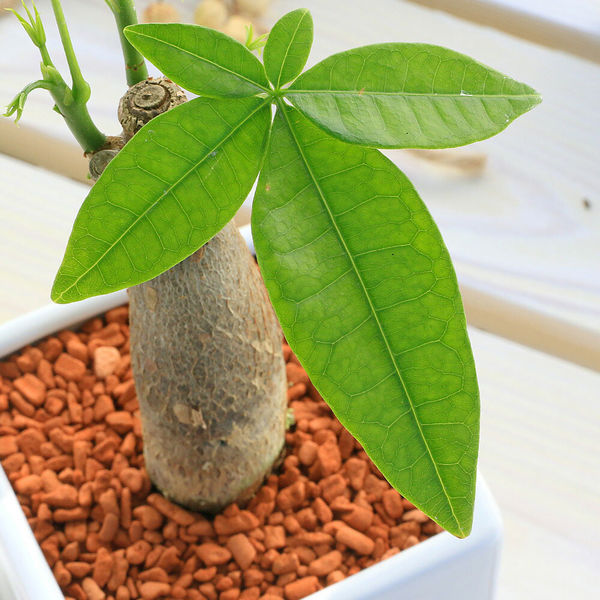 チャーム （観葉植物）パキラ 陶器鉢植え ダイスM白（1鉢） 受皿付 