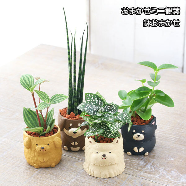 チャーム （観葉植物）おまかせミニ観葉 リトルドッグ 鉢