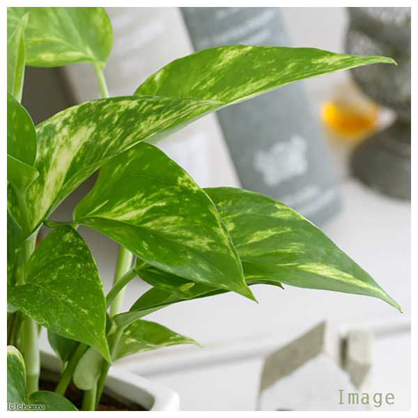 チャーム （観葉植物）ポトス 品種おまかせ 陶器鉢植え ダイスM白（1