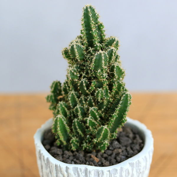 チャーム （観葉植物）セレウスサボテン 和風陶器鉢植え 鉢色おまかせ