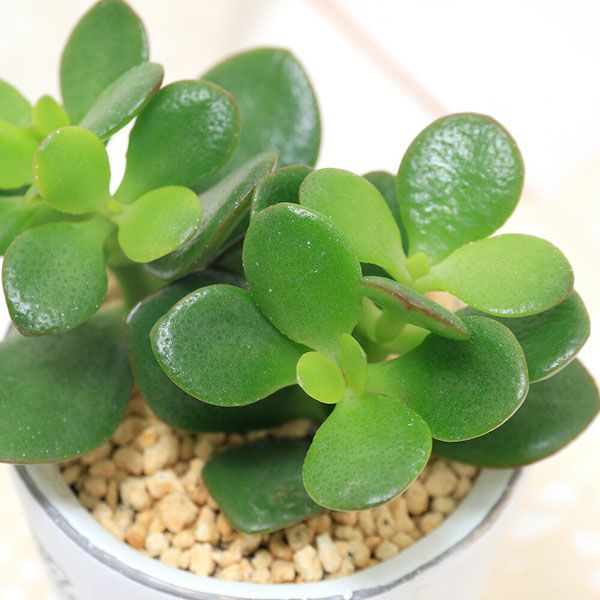 超極太　金の成る木　成金草　クラッスラ　鉢植え 超極太 金の成る木 成金草 クラッスラ 鉢植え 金のなる木【成金草】