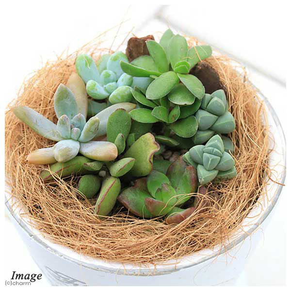 多肉植物 中型鉢植え 緑と紫の葉*3 多肉植物 中型鉢植え 緑と紫の葉*3 多肉植物 中型鉢植え 緑