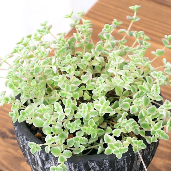 チャーム （観葉植物）セダム 品種おまかせ 和風陶器鉢植え 鉢色