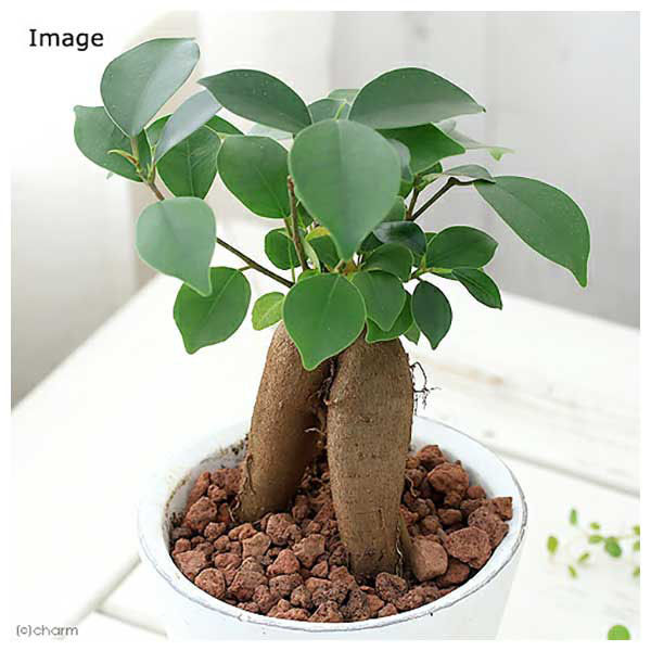 チャーム （観葉植物）ガジュマル フレグランドラウンドポット