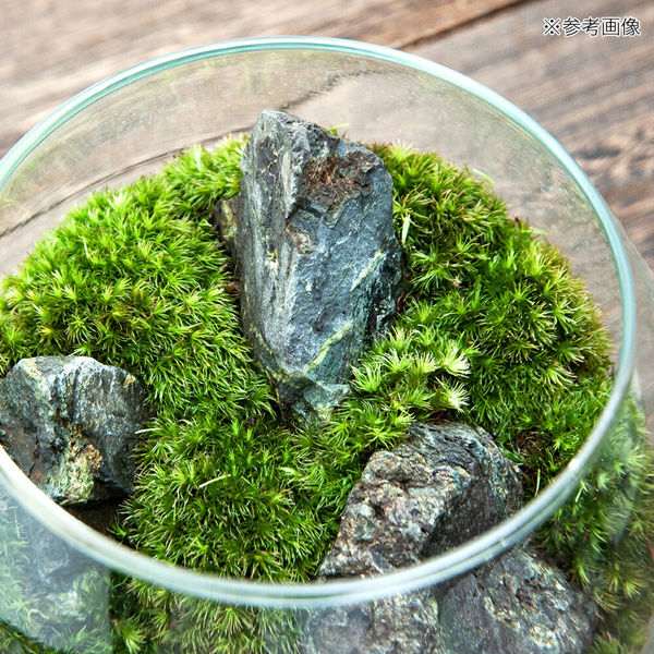 チャーム （観葉植物）GEX グラスアクアリウム ドロップ 風山石