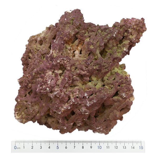 リーフ ジュラシックリーフロック ライブロック L（1～2．5kg