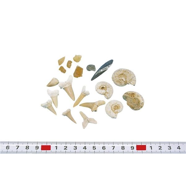 化石箱 化石 アソート 化石標本 適当な価格 - 化石