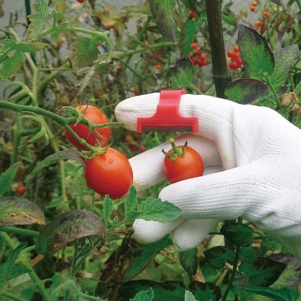 稀少カリン瘤材で作った机上サイズのインクブロッター（吸取器）L-RRR01 ブロッター(吸取器） | ダイアリー 情報カード 名刺整理帳