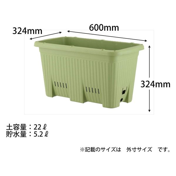 ナツメヤシ　デーツ　2本セット　鉢付　鉢上から1m越え！良形！ ryokkaboku_natume-50