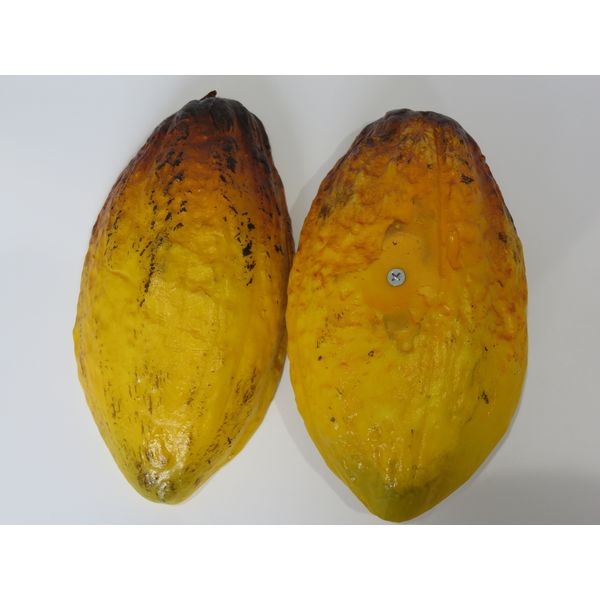 食品サンプル】 果物専科 カカオの実(中身見せ)割タイプ 3101