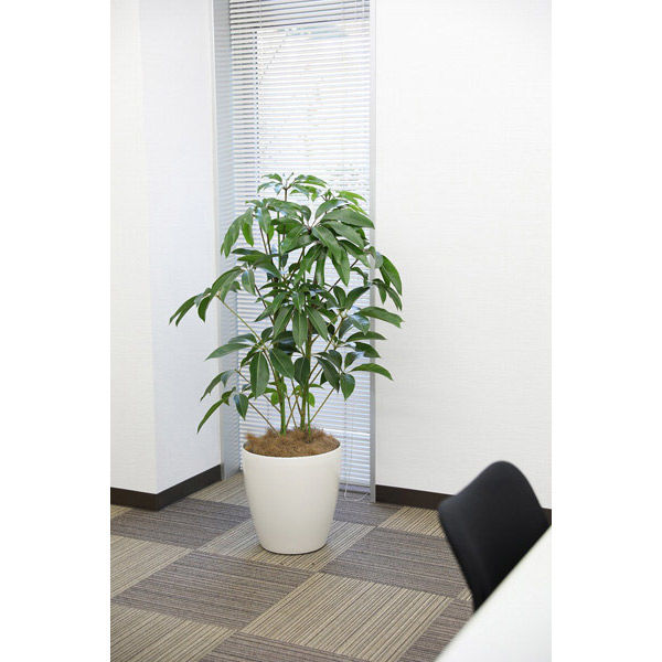 タカショー 観葉植物 ツピタンサス カリプトラタス 高さ1300mm 10号