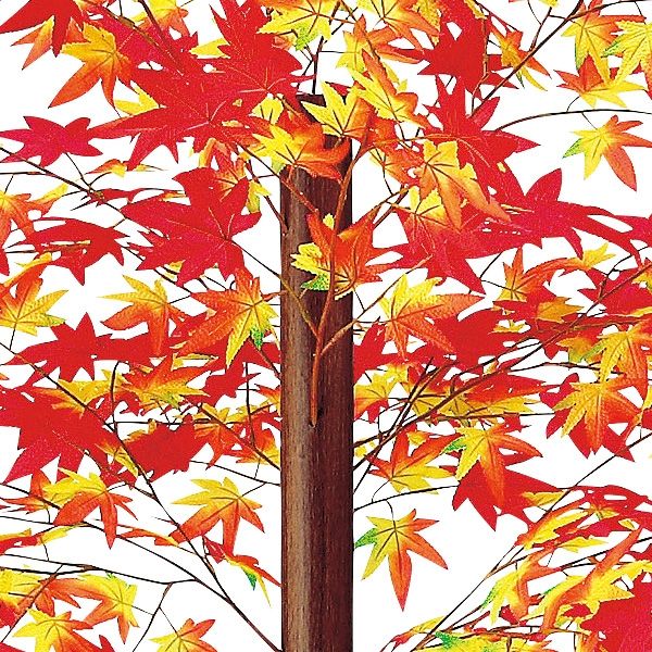 大特価！古木、山もみじ kuromojian - kuromojian added a new photo.