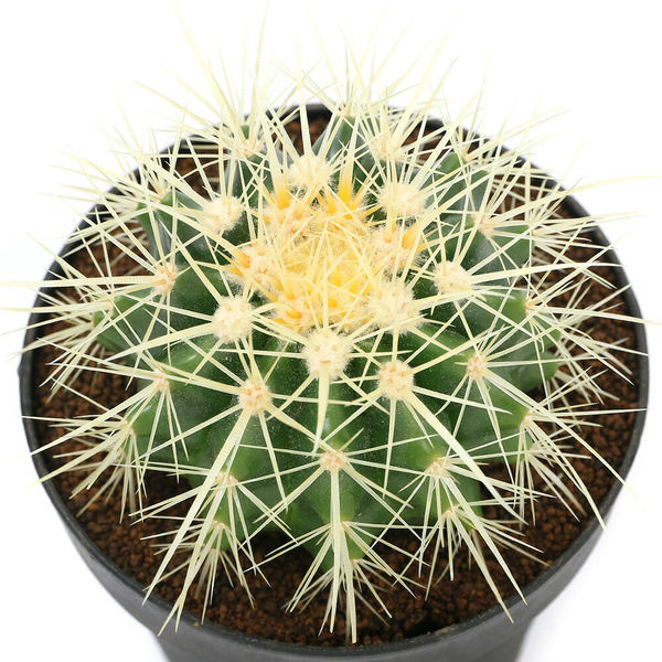 チャーム (多肉植物)サボテン エキノカクタス 金鯱(キンシャチ) 4号(1