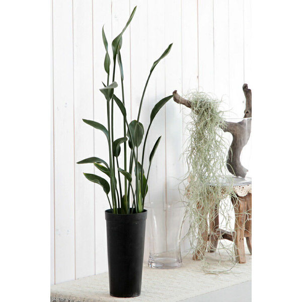 チャーム (観葉植物)ストレリチア ユンケア(ノンリーフ) 3.5号トール