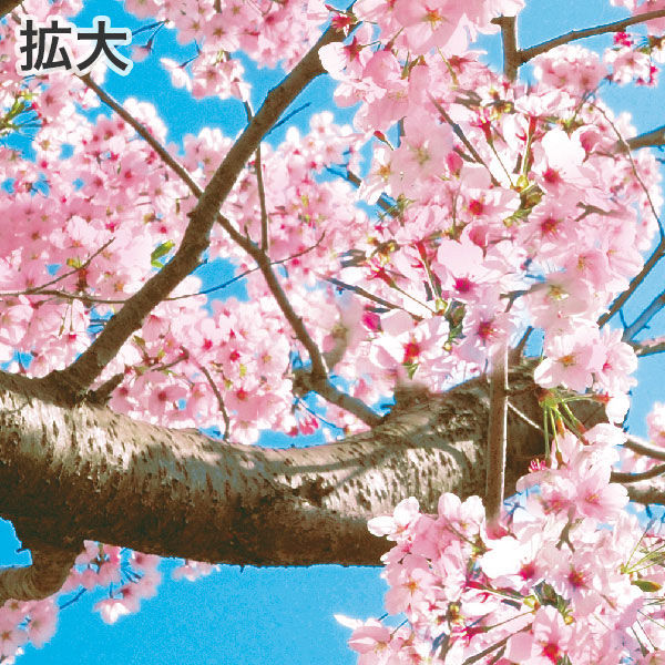 アルファ 青空桜タペストリー（防炎加工） TC1-0043（直送品） - アスクル