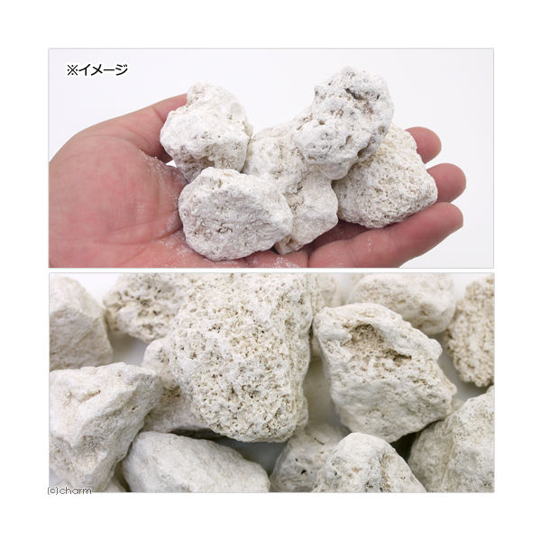 リーフ 化石サンゴ １Ｌ 大粒タイプ カルシウムリアクター用メディア 