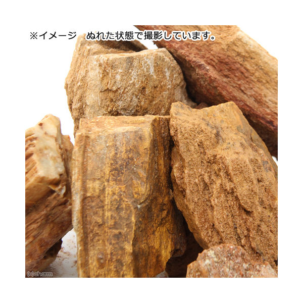 石付き流木 スドー トンネル流木 バークS | チャーム