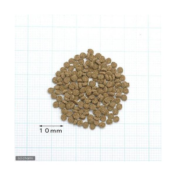 Grade10 水滸伝 潘金蓮 鑑定品 どじょう養殖研究所 らんちう貴族D 成魚用 1kg(沈降性