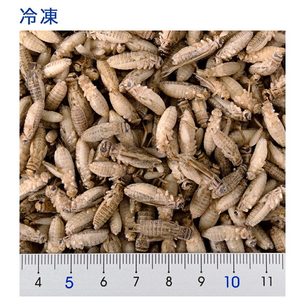 送料無料　冷凍イエコML〜Ｌ1キロ 楽天市場】冷凍コオロギ ML 100g 300g 500g 1kg 送料無料 1.5cm