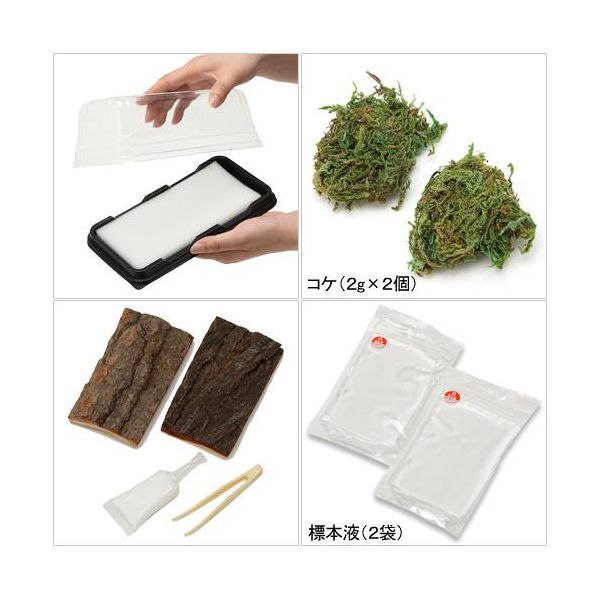 マルカン はじめてのかんたん昆虫標本セット　昆虫標本　昆虫採集　自由研究 4906456527527 １セット（直送品）