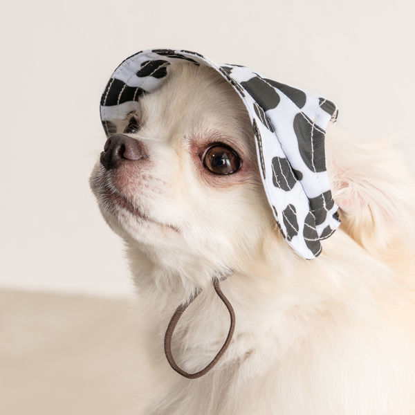 犬の帽子　ペット帽子　Sサイズ TAILUP ペットキャップ 犬用帽子 ドッグウエア 小型犬 猫 ペット