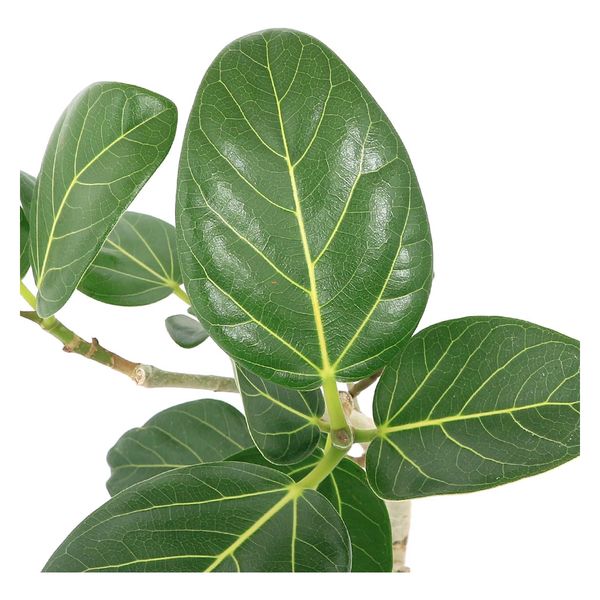 チャーム (観葉植物)フィカス ベンガレンシス 曲がり樹形 4号 チャーム (観葉植物)フィカス ベンガレンシス 曲がり樹形 4号