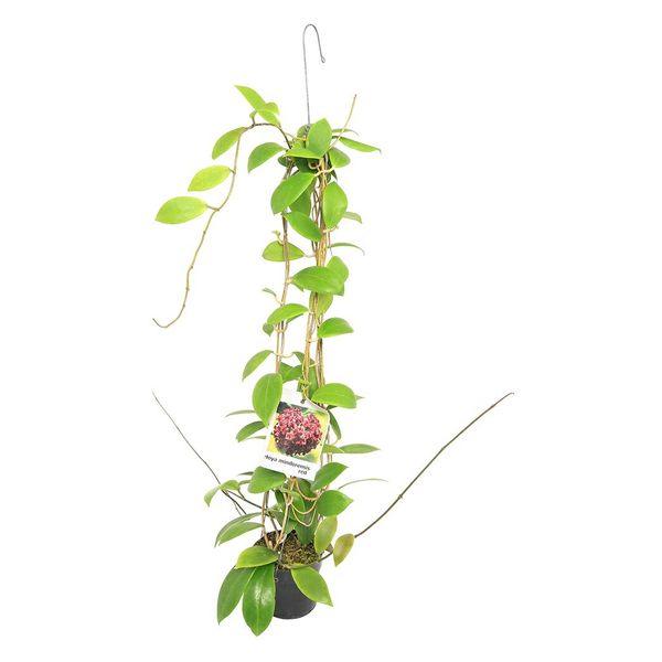 チャーム （観葉植物）ホヤ ミンドレンシス レッド 吊り鉢タイプ ４号（１鉢） 348336（直送品） - アスクル