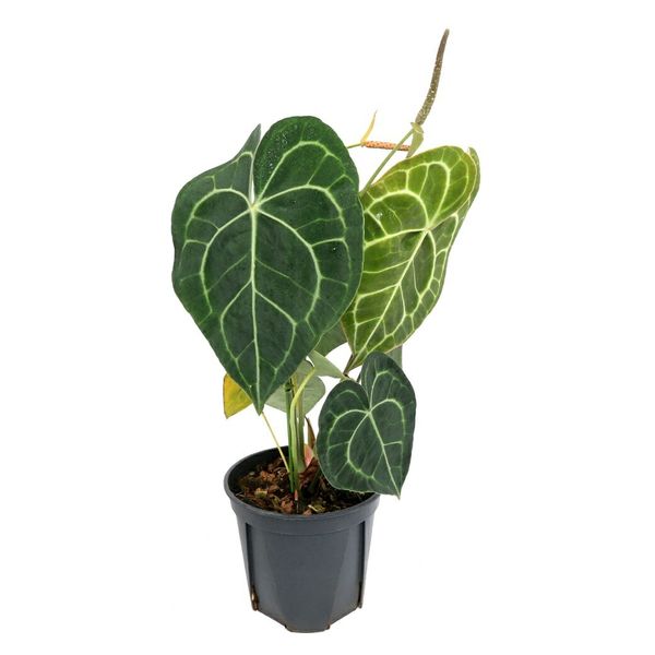 チャーム （観葉植物）アンスリウム クラリネルビウム 5号（1鉢