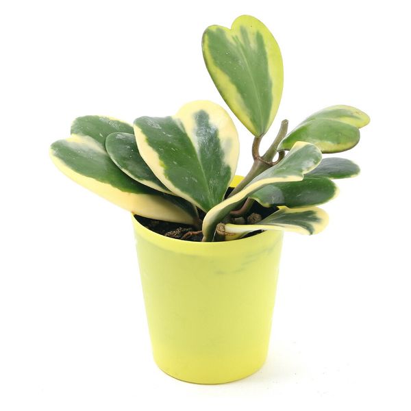 迷彩柄植物 ラブリーハート 斑入 可愛いハートの葉 Amazon｜ラブラブハート 斑入りホヤ ハート型の葉 ホヤ 観葉植物