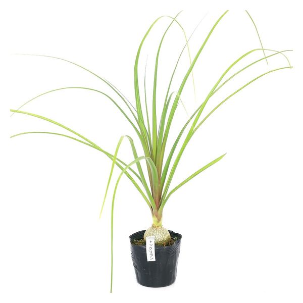 チャーム (観葉植物)トックリラン 2.5~3号(1ポット) 362355 1個（直送